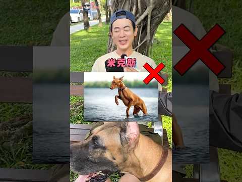 猜對狗狗品種就給錢！#shorts #dog #狗 #挑戰 #知識