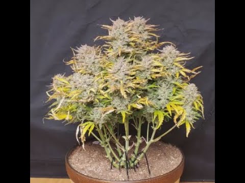 Timelapse of LemonPie Auto from Fastbuds - 156 grams:1plant- 3x3 tent - Spiderfarmer SF4000