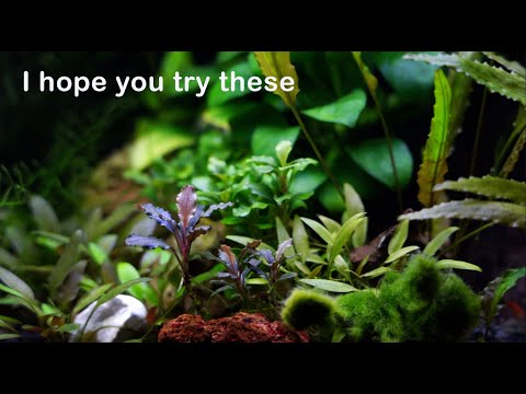 A Few Random Aquatic Plants I Hope You Try (And How I LOVE To Use Them)