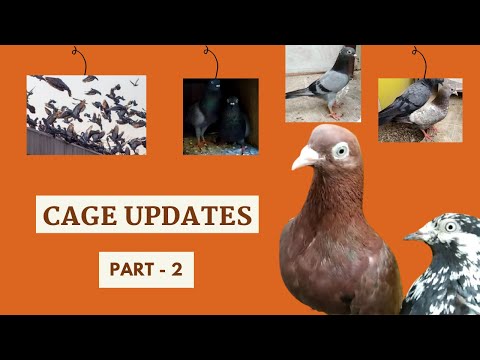 Pigeon Cage Update after a long time |  PART 2  |  2 to 4 kalli chicks  | Pet Pigeon