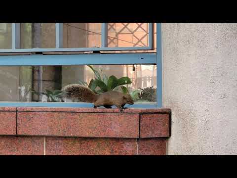 捷運臺大醫院站 頑皮的松鼠弟弟🐿 so cute