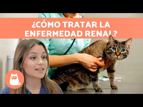 ENFERMEDAD RENAL en GATOS 🐱 | Síntomas, Diagnóstico y Tratamiento 🧑🏻‍⚕️