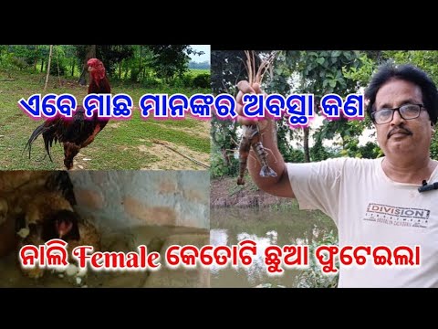 ନାଲି Female କେତୋଟି ଛୁଆ ଫୁଟେଇଲା?ଏବେ ମାଛମାନଙ୍କର ଅବସ୍ଥା କ'ଣ?@basanta_sir_kitchengarden#youtube#chicken