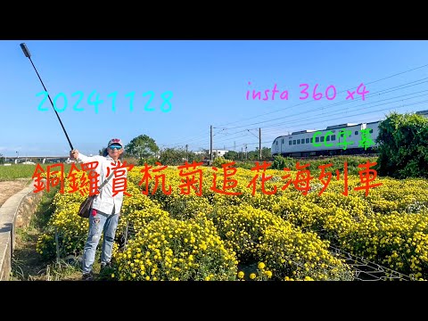 萬ㄟeye台灣20241128銅鑼賞杭菊追花海列車 /insta 360 X4 /請打開CC字幕 4K