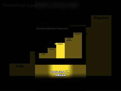 Understanding Tissues, Organs and Organ Systems #shorts #anatomy #heart #valves #medstudent