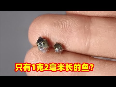 从1克长到2吨？就想问问这种鱼怎么长的？