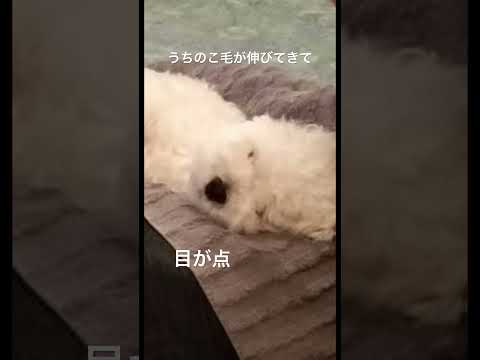 ズームしたら犬の目が点になってた#dog #funny #cute #トイプードル #癒し @junn2022