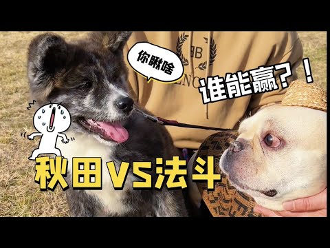 😂沒想到秋田犬竟然被法國鬥牛犬給教訓了？！