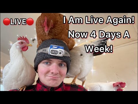 🔴 Joseph Is Live With His Flock! Comfort And Corn 🔴