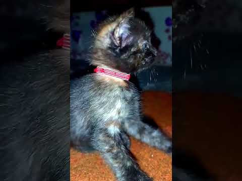 A weired stunt of cute kitten #cat #cuteanimals #catlover #cutecat