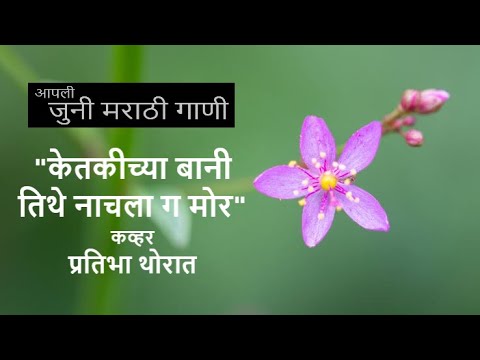 "केतकीच्या बानी तिथे नाचला ग मोर" कव्हर प्रतिभा थोरात, Pratibha Thorat  मूळ गायिका सुमन कल्याणपूर