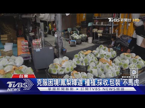 生產管理升級!台東鳳梨釋迦「恢復外銷」｜TVBS新聞 @TVBSNEWS01