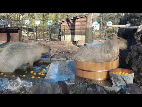 露天風呂に入ってくれたカピバラさん(埼玉県こども動物自然公園)