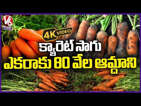 Carrot Farming In Ranga Reddy District: Farmer Gets Huge Profits | 4K Video | V6 Life