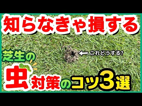 【保存版】芝生の虫対策で気をつけてること紹介します！殺虫剤はなるべく少なくしたいよね。