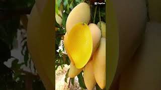 sweet mango fruit #short #amazing #amazingfruit #sweetmango