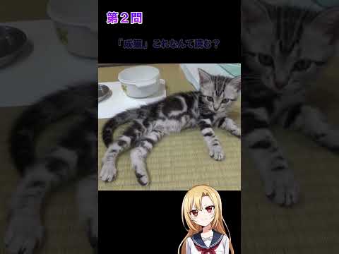 猫好きならわかる猫雑学クイズ！第１問、第２問　#猫 #雑学 #姫華のアメショーワールド