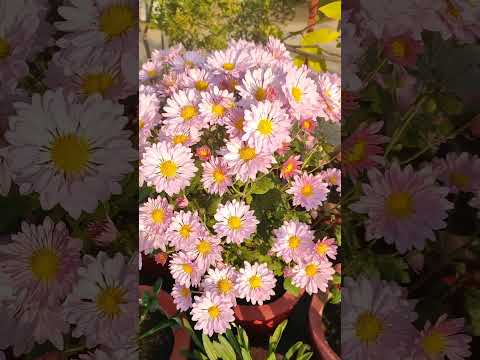 Beautiful chrysanthemum flowers #chrysanthemums #sevanti #easygardeningtips #winterflower