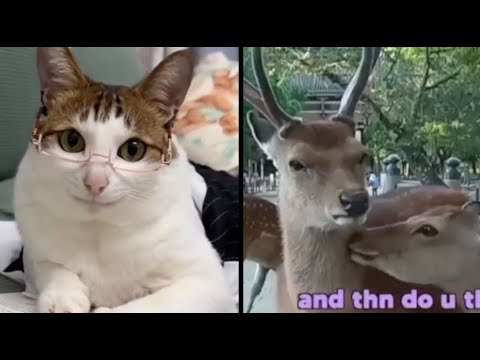 Best Animal Voiceover Compilation Ep. 4