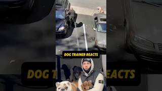 ⚠️ DOG TRAINER REACTS ⚠️ - Dogs fighting through car with owner#dog #dogtraining #reaction