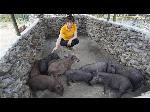 160 Days Build a stone house for Pig - Start to finish, Free Bushcraft \Video Timelapse