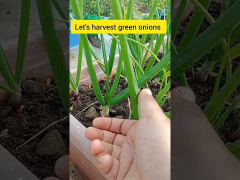 harvesting green onions from the terrace garden #onion #terracegarden