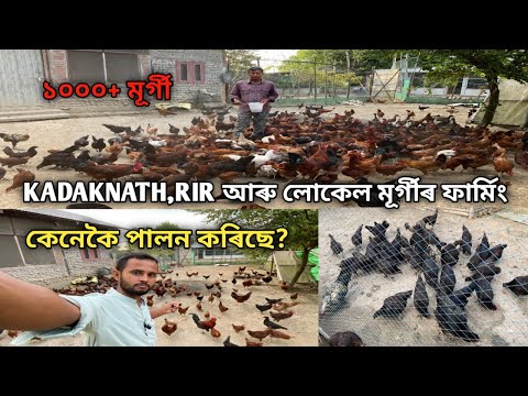 KADAKNATH,RIR আৰু লোকেল মূৰ্গীৰ ফাৰ্মিং চাওঁ আহক/Murgi Farming/Murgi Farming Business