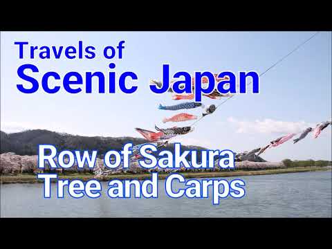 【408】Row of Sakura Trees and Carps / Travels of Scenic Japan / Tabiator