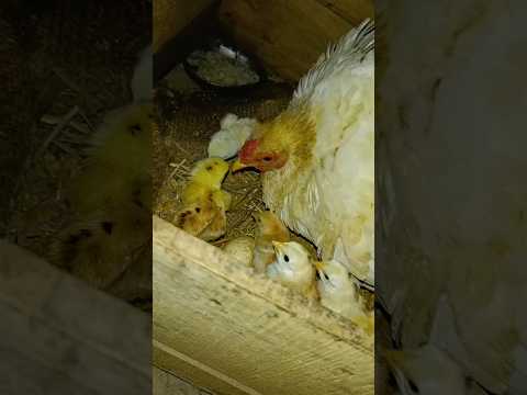 ଧଳା Female ଟି କେତୋଟି ଅଣ୍ଡା ଫୁଟେଇଲା#youtube#viralvideo#chicks#kitchengarden