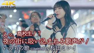 【 歌うま 】夜の街に吸い込まれる歌声が！  いのちの歌 / 竹内まりや （ covered by 桜田ミレイ ）🎧推奨 高音質 路上ライブ映像 4K映像