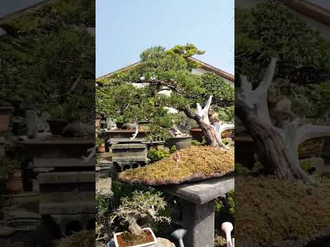 budha bless bonsai #bonsai #bonsaitree #cute #art