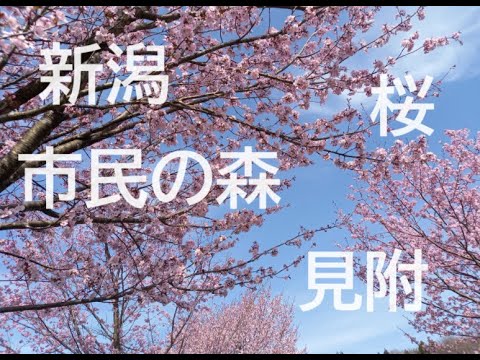 【桜】【見附】市民の森【新潟】