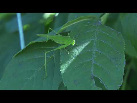 footage: grashüpfer, grasshopper