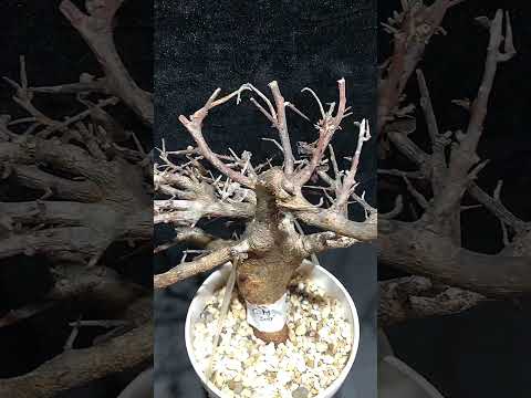 1円スタート Commiphora mildbraedii コミフォラ ミルドブラエディ