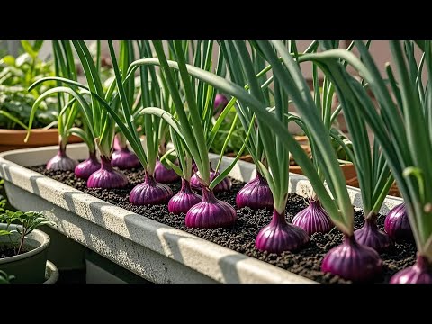 Balcony Garden on 3m². How to Create a Balcony or Rooftop Vegetable Garden