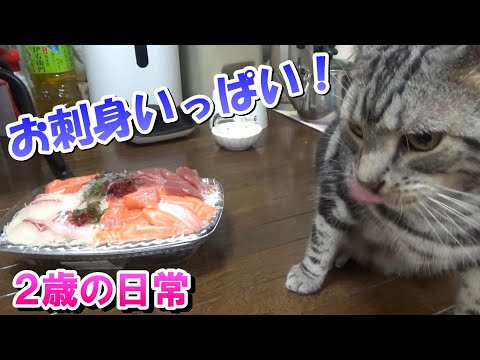 ２歳の日常　お刺身いっぱい！ごちそうだった日（アメリカンショートヘア）