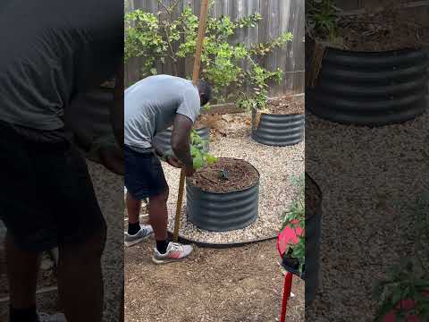 Fruit trees in a small space