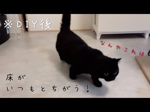 DIYをしている飼い主の周りをうろうろしている黒猫