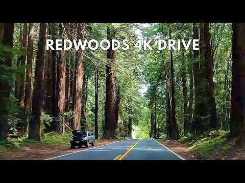 California's Best Kept Secret: Navarro River Redwoods State Park in 4K