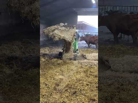 Farm Cows #shorts #fyp #cow #feeding #milking #hoofing