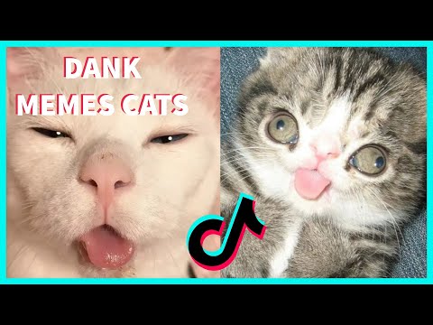 FUNNY DANK MEMES WITH CATS COMPILATION