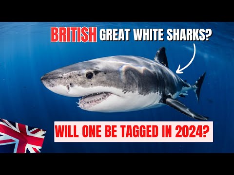 🇬🇧 GREAT WHITE SHARKS in BRITISH SEAS, Confirmed in 2024 by EXPERTS? 🦈 Shark Sighting Sussex