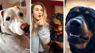 The Funniest Animal Videos 2024 😁 Funny Dogs are here to Break your HEART | Petverse |