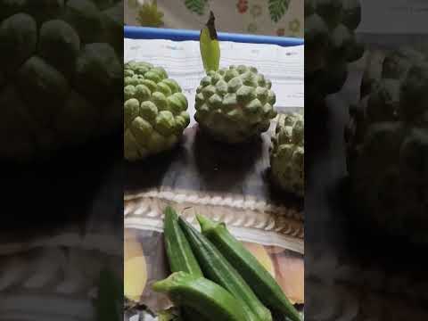 Custard apple harvest from my terrace garden