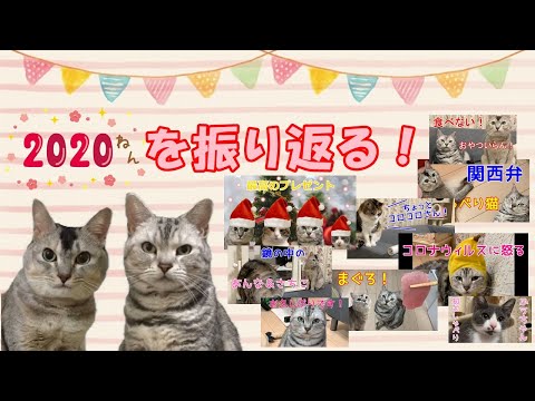 【2020年総集編】本当にありがとうございました！おしゃべりペット