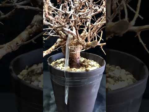 1円～ コンミフォラ・ミルラ 発根管理中 最落無し Commiphora myrrha 希少 ベアルート 1円オク 輸入 塊根植物 最落無し