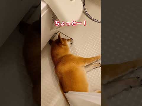 風呂場を占領して寝る柴犬　ガン無視→飼い主の一言で……