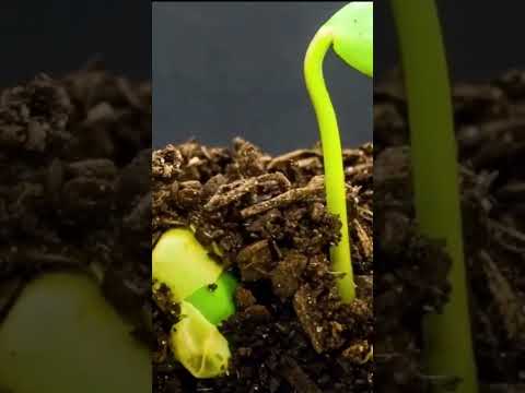 Growing Of seed #seed #vegitableseeds #freyfarmenterprises #farming