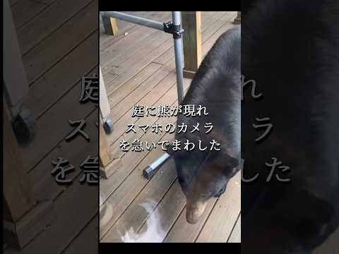 熊を撃退する猫#cat#shorts #respect #bear#猫#熊