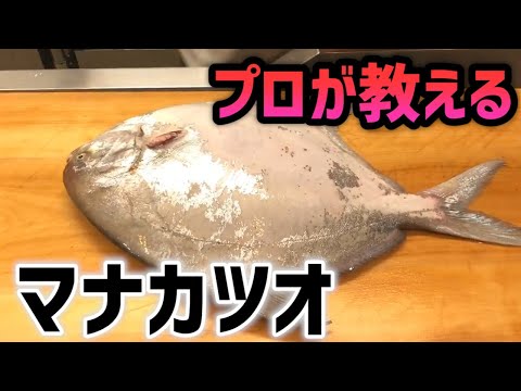 ミシュラン料理人が教える！マナガツオのさばき方。ご家庭でも作れる「おうちde料亭」！高級食材のマナカツオを味噌漬にします。（前編）